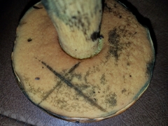 Boletus fairchildianus