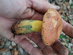 Boletus fairchildianus