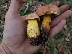 Boletus fairchildianus