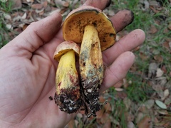 Boletus fairchildianus