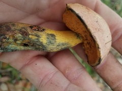Boletus fairchildianus