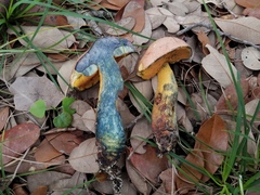 Boletus fairchildianus