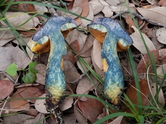 Boletus fairchildianus