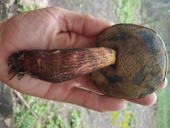 Boletus fairchildianus