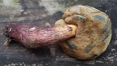Boletus fairchildianus