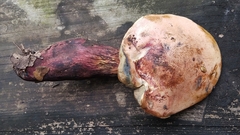 Boletus fairchildianus