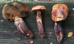 Boletus fairchildianus