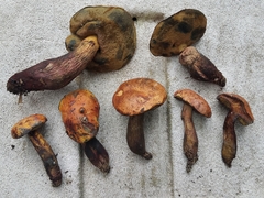 Boletus fairchildianus