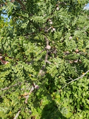 Bursera exequielii