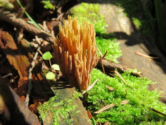 Phaeoclavulina eumorpha