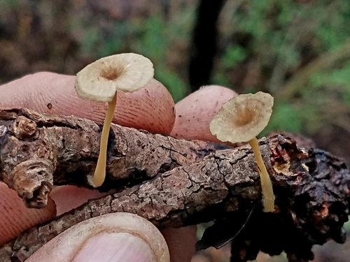 Gerronema subclavatum image