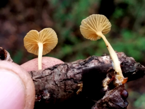 Gerronema subclavatum image