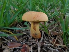 Boletus fairchildianus