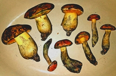 Boletus fairchildianus