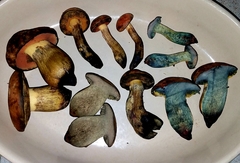 Boletus fairchildianus