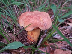 Boletus fairchildianus
