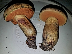 Boletus fairchildianus