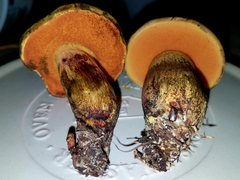 Boletus fairchildianus