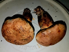 Boletus fairchildianus