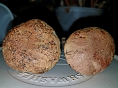 Boletus fairchildianus
