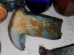 Boletus fairchildianus