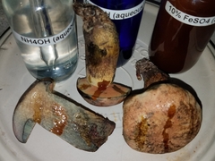 Boletus fairchildianus
