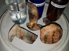 Boletus fairchildianus