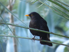 Turdus merula