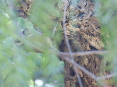 Lophophanes cristatus