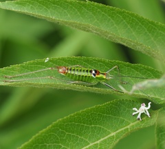 Poecilimon thoracicus