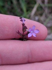 Buchnera floridana image