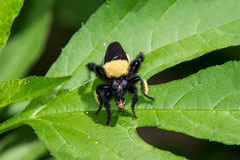 Laphria macquarti