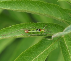 Poecilimon thoracicus