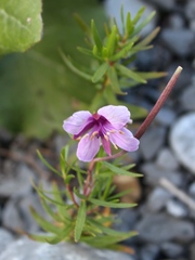 Chamaenerion fleischeri