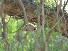 Lophophanes cristatus