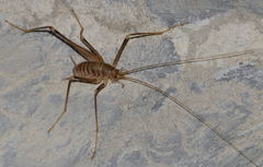 Dolichopoda azami ligustica