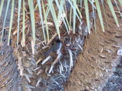 Curruca melanocephala