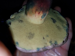 Caloboletus inedulis image