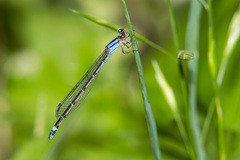 Enallagma novaehispaniae