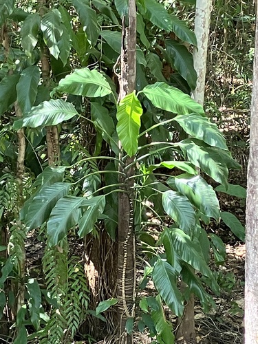 Epipremnum amplissimum