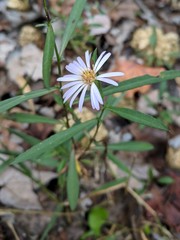 Symphyotrichum elliottii