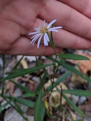 Symphyotrichum elliottii