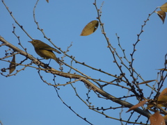 Phylloscopus collybita