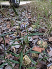 Symphyotrichum elliottii