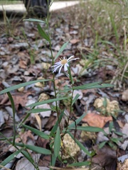 Symphyotrichum elliottii