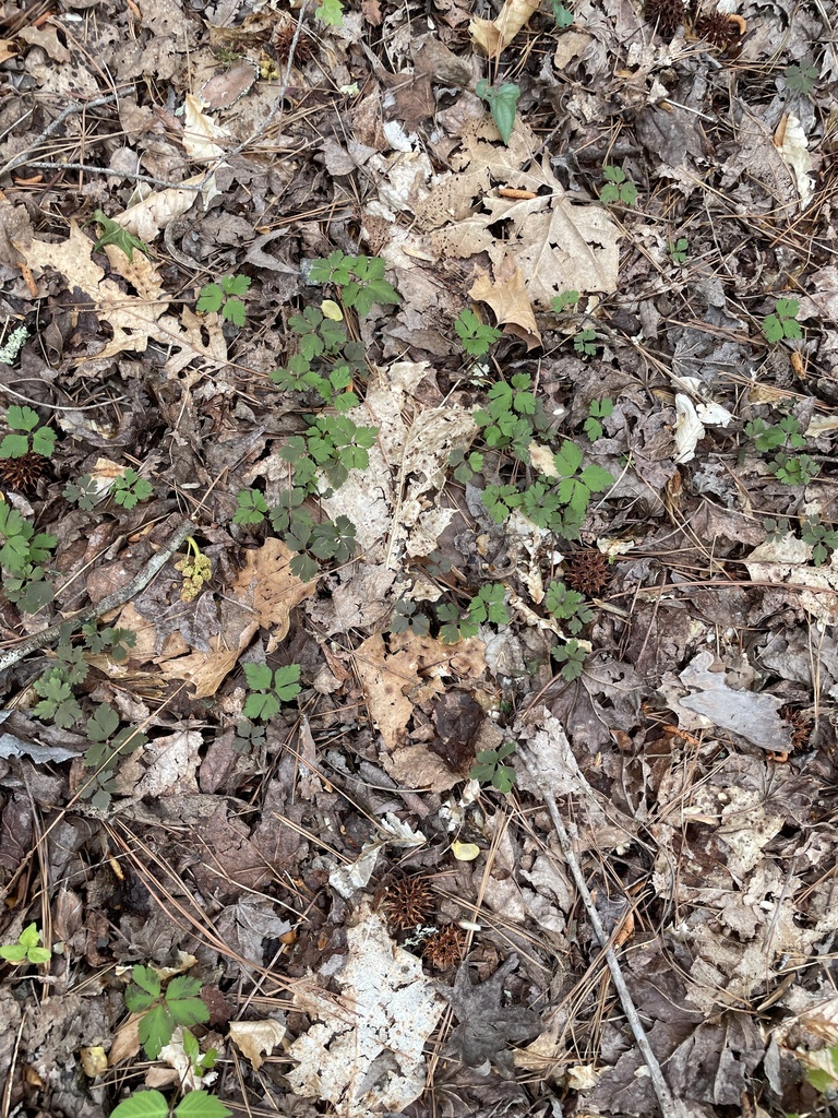 Slender toothwort from jeep trail jasper ga us on april 7 2023 at