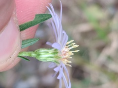 Symphyotrichum elliottii