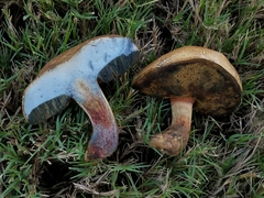 Caloboletus inedulis