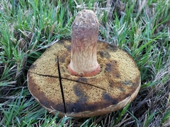 Caloboletus inedulis