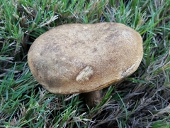 Caloboletus inedulis